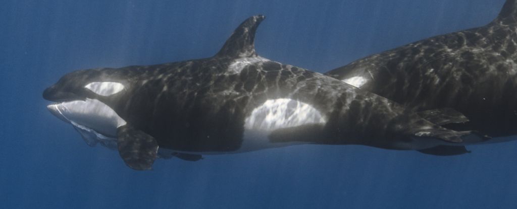 Orcas têm uma técnica assassina para caçar os maiores peixes do oceano: ScienceAlert