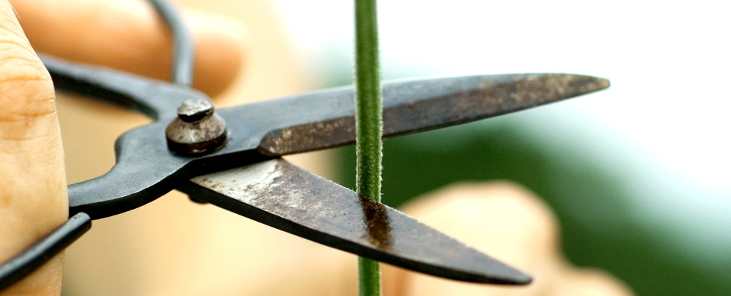 As plantas realmente 'gritam'. Simplesmente nunca os ouvimos até agora. : Alerta Ciência