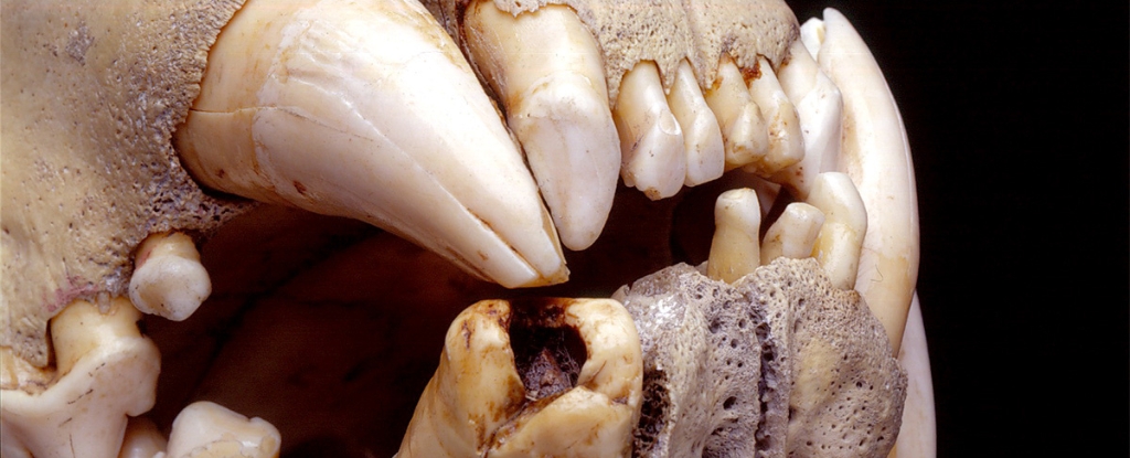 DNA humano encontrado em dentes de leões confirma uma lenda trágica da história: ScienceAlert