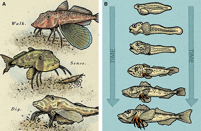 Evolução dos peixes