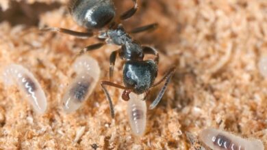 Ant Queens pratica 'canibalismo higiênico' por amor duro: ScienceAlert