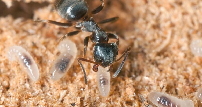 Ant Queens pratica 'canibalismo higiênico' por amor duro: ScienceAlert