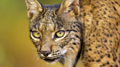 Torção inesperada salvou o lince ibérico da extinção, revela DNA antigo: ScienceAlert