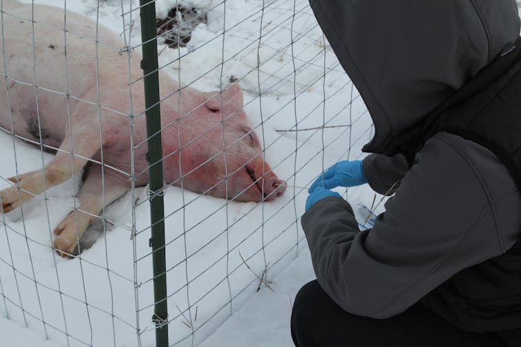 Pessoa enfiando cotonete no nariz de porco morto deitado de lado atrás de uma cerca na neve