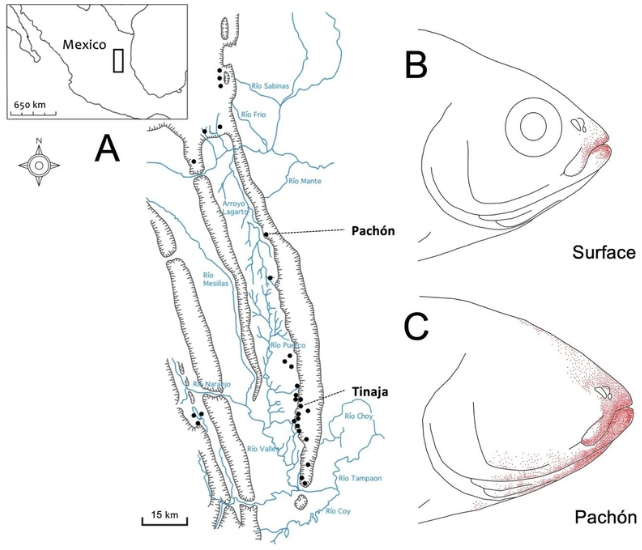 Um diagrama de rostos de peixes e um mapa