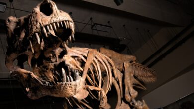 O maior T. Rex era provavelmente muito maior do que jamais imaginamos: ScienceAlert