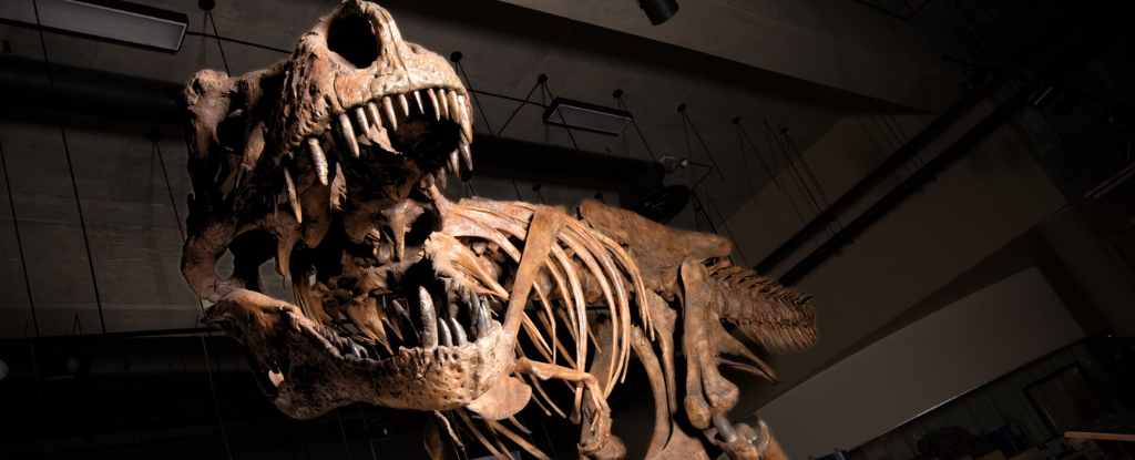 O maior T. Rex era provavelmente muito maior do que jamais imaginamos: ScienceAlert