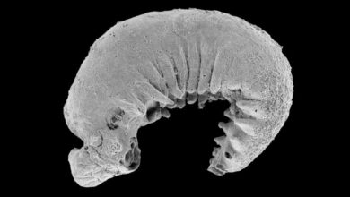 Larva fossilizada de 520 milhões de anos encontrada com cérebro e tripas preservados: ScienceAlert