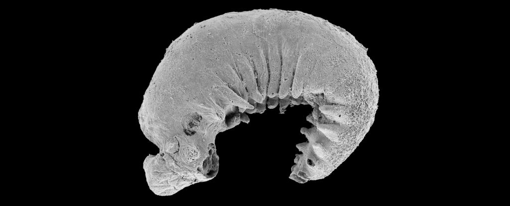 Larva fossilizada de 520 milhões de anos encontrada com cérebro e tripas preservados: ScienceAlert