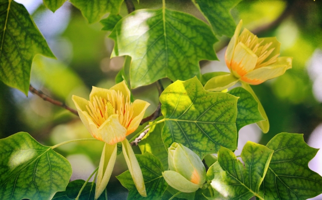 Flores amarelas 