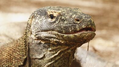 Os dentes do dragão de Komodo têm cápsulas de ferro para maior nitidez, descobrem os cientistas: ScienceAlert