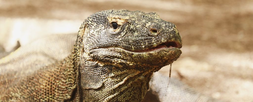 Os dentes do dragão de Komodo têm cápsulas de ferro para maior nitidez, descobrem os cientistas: ScienceAlert