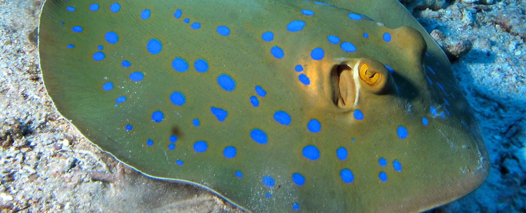 Método nunca antes visto para tornar a cor azul encontrada em manchas de arraias: ScienceAlert