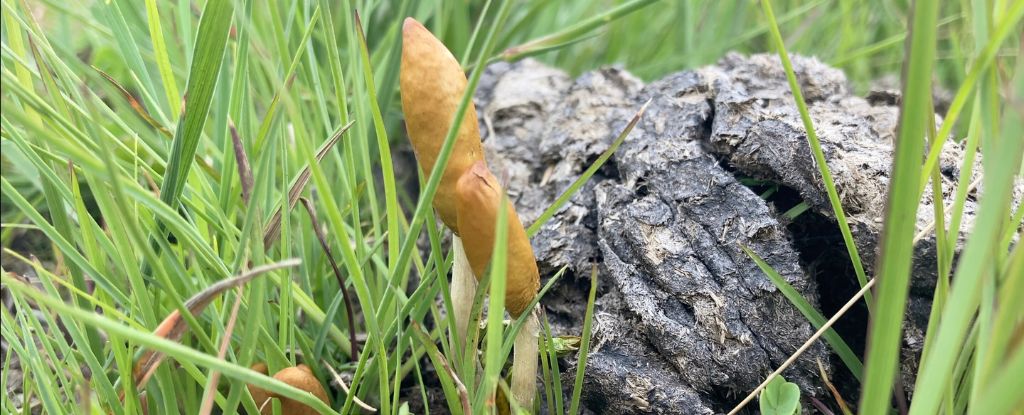 Novas espécies de cogumelos mágicos descobertas na África são desconhecidas pela ciência: ScienceAlert