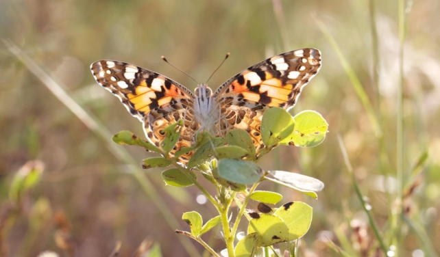 senhora borboleta pintada 