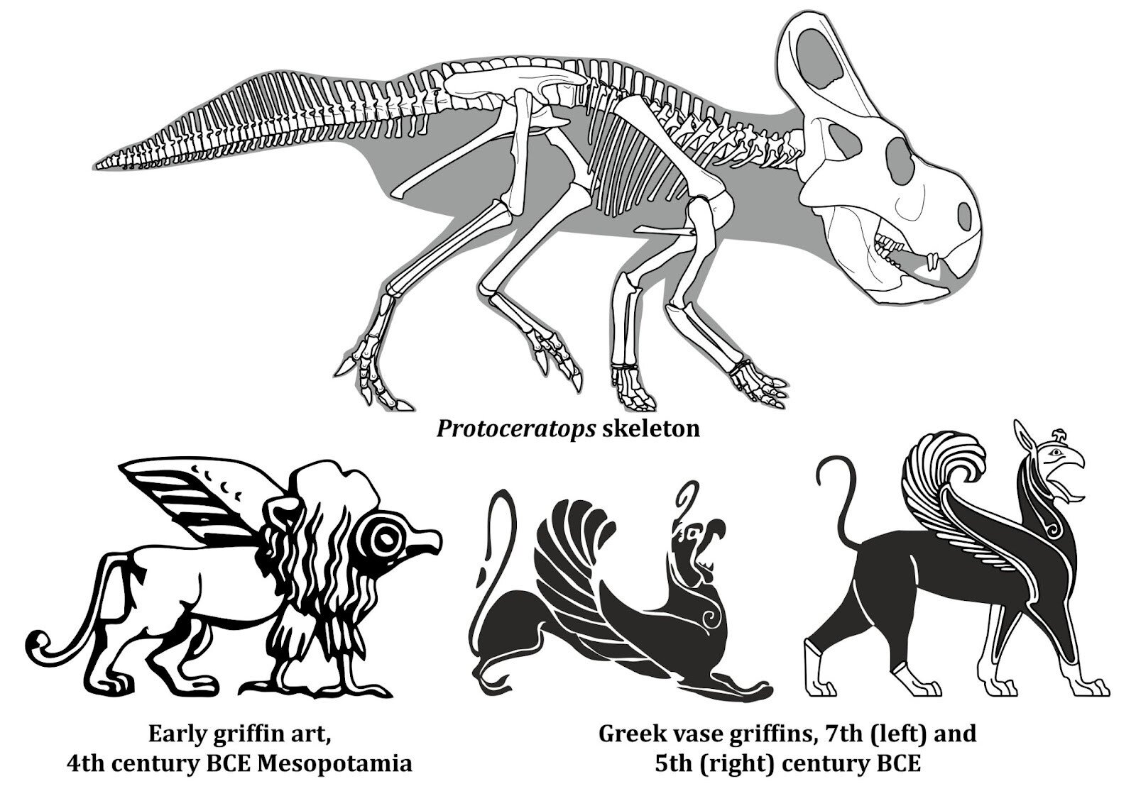 Fóssil de dinossauro comparado a representações de grifos