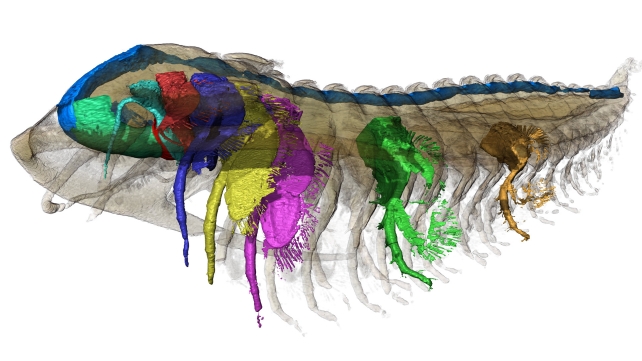 Uma recriação colorida de tecido mole de trilobita