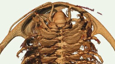 Anatomia de trilobita nunca antes vista preservada por cinzas semelhantes a Pompéia no Marrocos: ScienceAlert