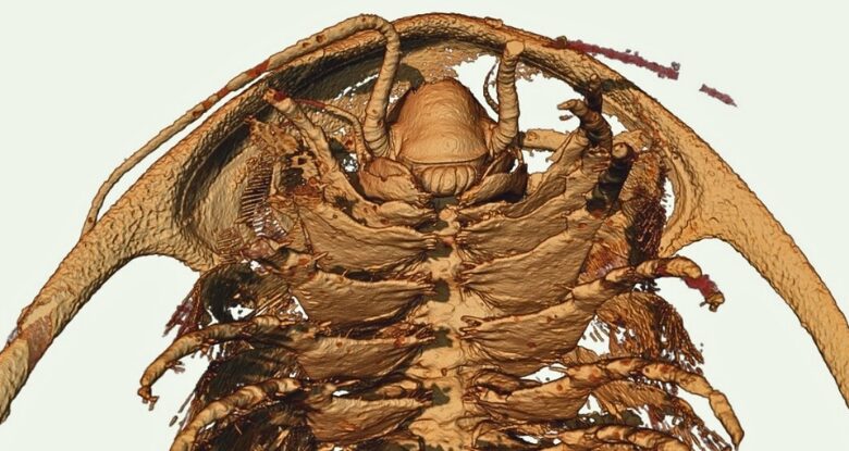 Anatomia de trilobita nunca antes vista preservada por cinzas semelhantes a Pompéia no Marrocos: ScienceAlert