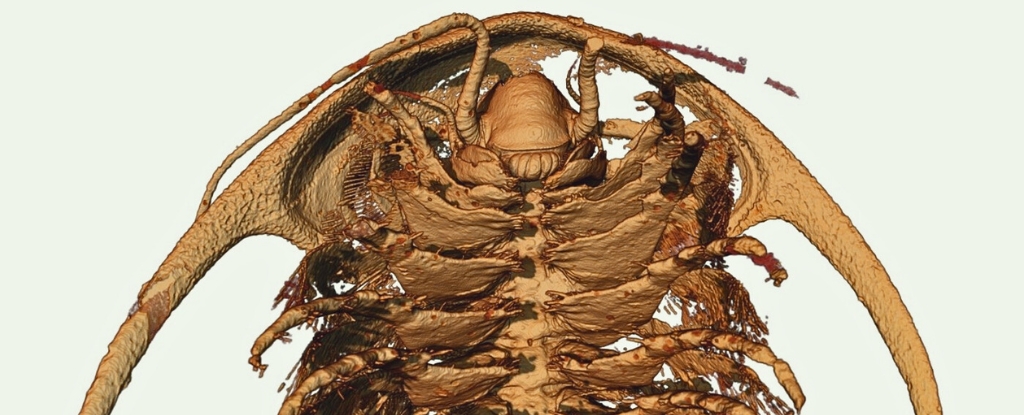 Anatomia de trilobita nunca antes vista preservada por cinzas semelhantes a Pompéia no Marrocos: ScienceAlert