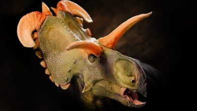 O dinossauro recém-descoberto Lokiceratops tinha chifres insanos diferentes de qualquer outro: ScienceAlert