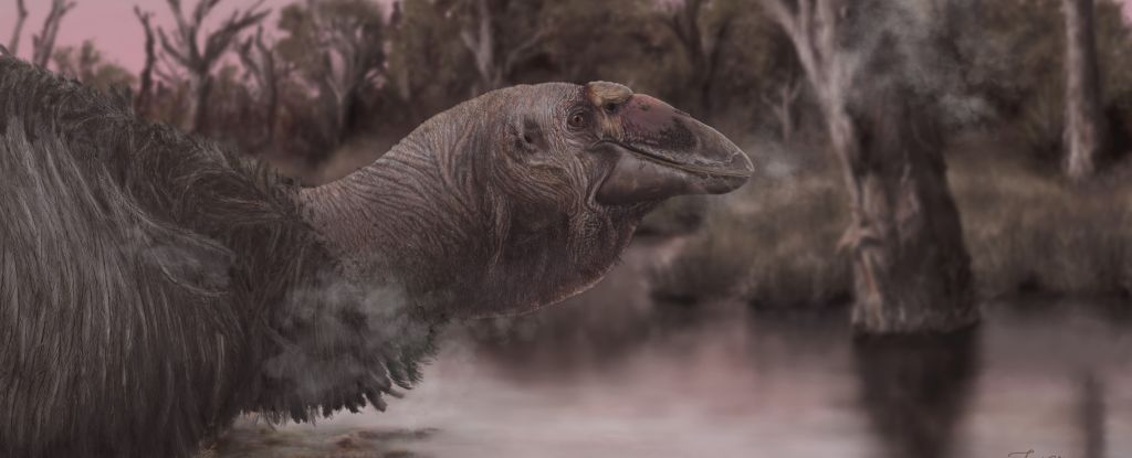 Gigante 'Giga-Goose' já trovejou pela Austrália pré-histórica: ScienceAlert