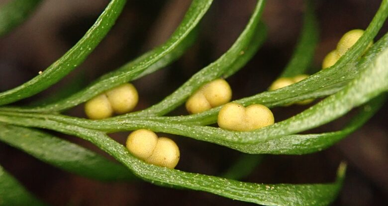 O maior genoma da Terra é revelado e é uma grande surpresa: ScienceAlert