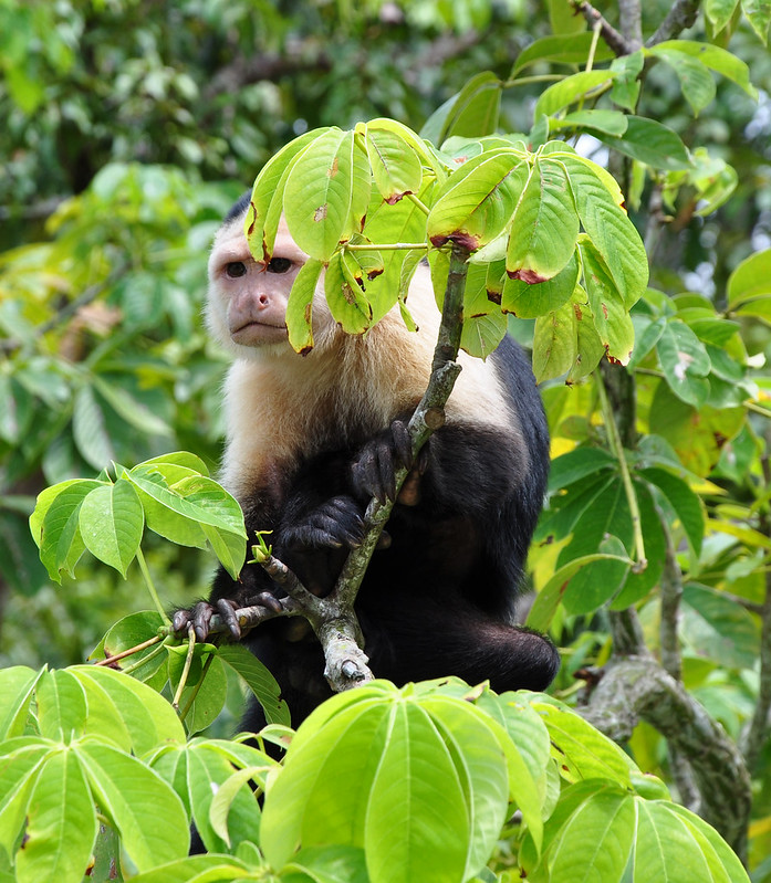 macaco branco e preto peludo na figueira