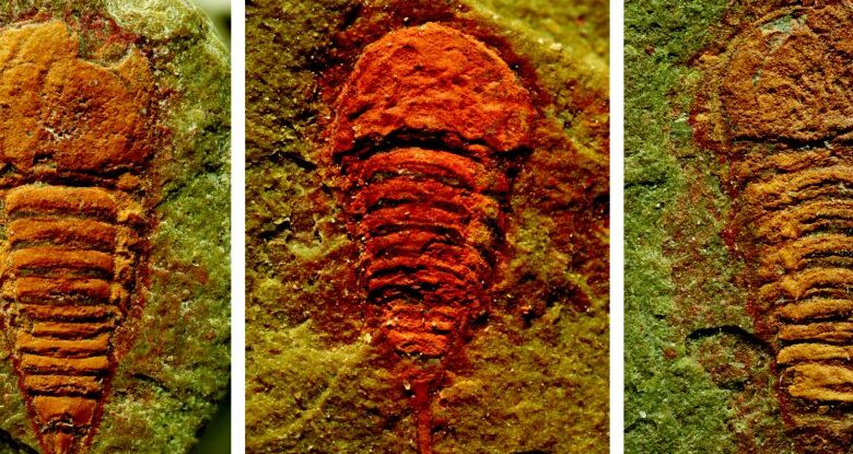 Descoberta surpresa revela o mais antigo ancestral conhecido de escorpiões e aranhas: ScienceAlert