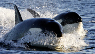 Orcas atacam novamente, iate afundando no Estreito de Gibraltar: ScienceAlert