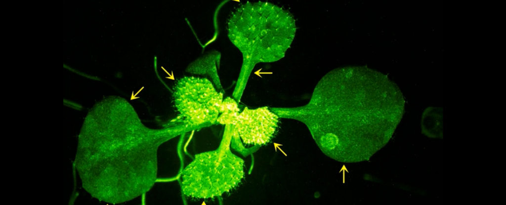 Cientistas filmam planta ‘conversando’ com seu vizinho, e o vídeo é incrível: ScienceAlert