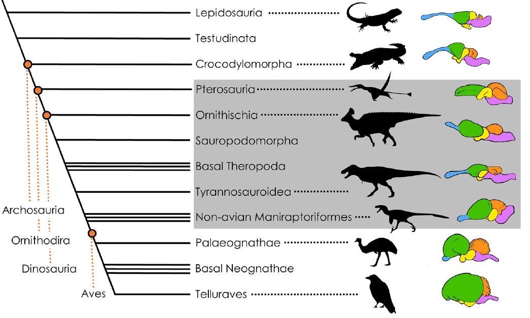 Árvore de relacionamento entre répteis, dinossauros e pássaros junto com sua complexidade cerebral