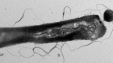 Parasitas 'exigentes' alteram o metabolismo dos hospedeiros ao jantar seletivamente em seu buffet lipídico: ScienceAlert