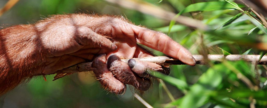 Animal selvagem visto tratando ferida com planta medicinal no primeiro caso documentado: ScienceAlert