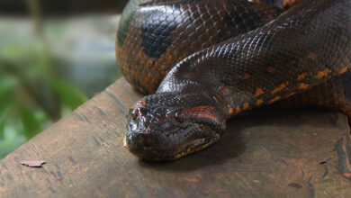 Uma cobra gigantesca rondava as selvas da Índia há 47 milhões de anos: ScienceAlert