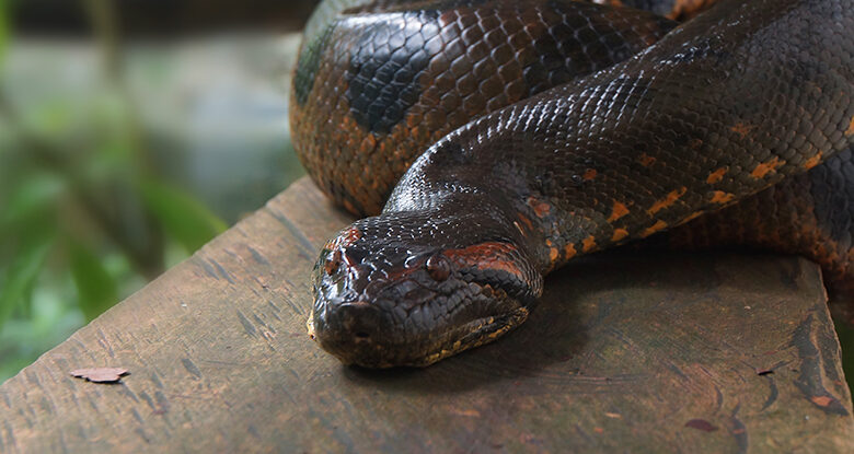 Uma cobra gigantesca rondava as selvas da Índia há 47 milhões de anos: ScienceAlert