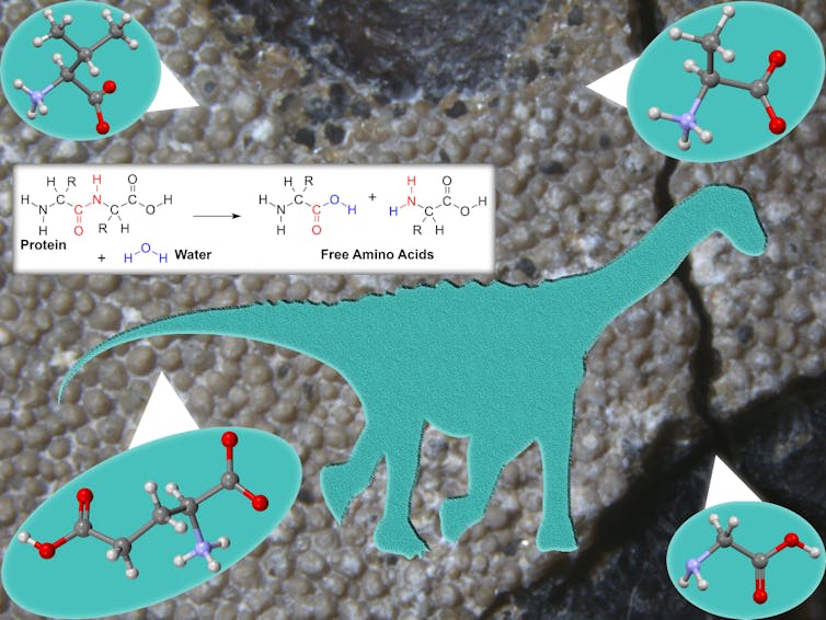 Figura mostrando a silhueta de um titanossauro, um dinossauro com pescoço longo e pernas atarracadas, além de modelos de bola e bastão de quatro aminoácidos e uma reação química onde uma proteína e água se transformam em aminoácidos livres.