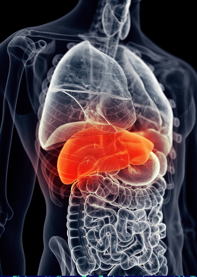 Diagrama anatômico da parte superior do corpo com fígado destacado