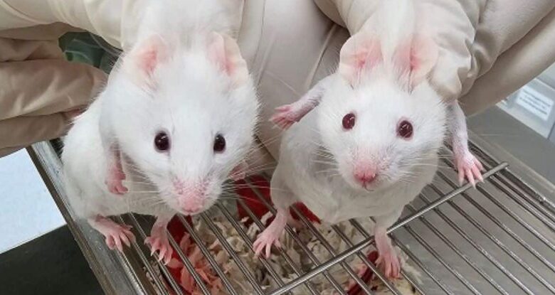 Genes mais antigos que a própria vida animal foram inseridos em ratos. Aqui está o que aconteceu. : Alerta Ciência