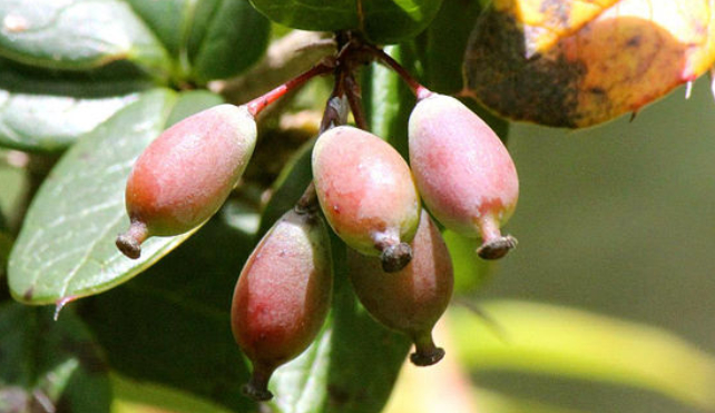 bérberis indianas