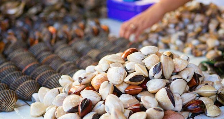 Algas que podem causar perda de memória encontradas à espreita em frutos do mar: ScienceAlert