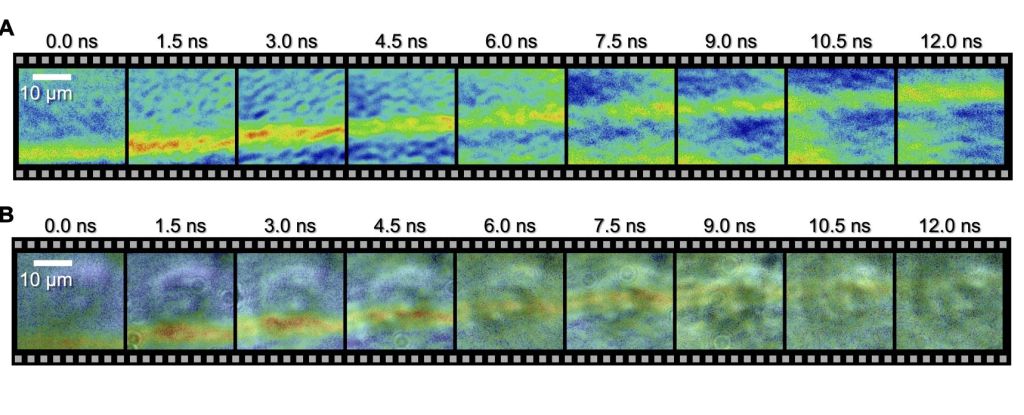 Imagens selvagens revelam uma onda de choque viajando através de uma única célula: ScienceAlert