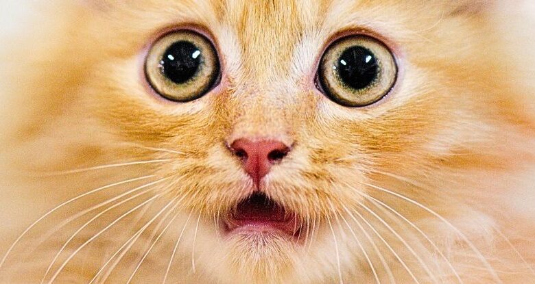 O segredo dos gatos laranja finalmente descoberto após 60 anos de pesquisa: ScienceAlert