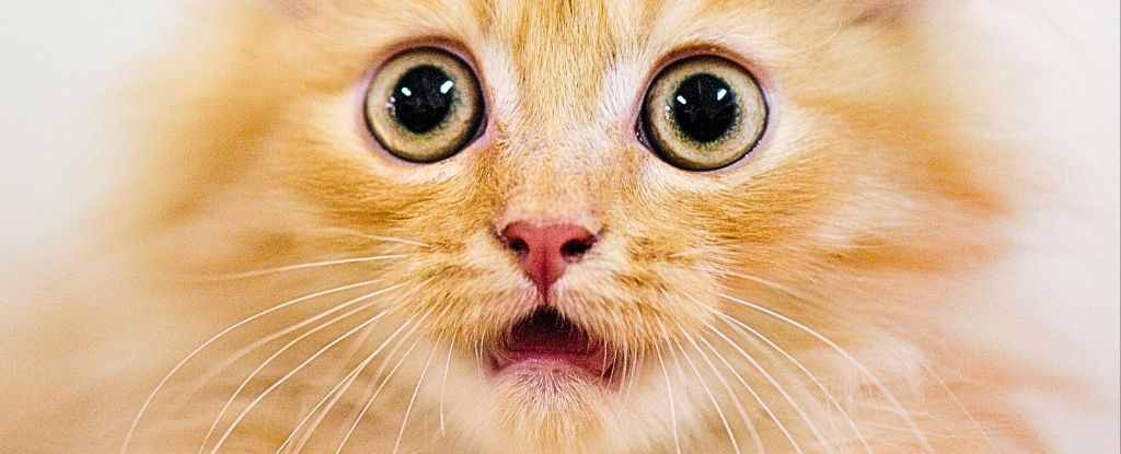 O segredo dos gatos laranja finalmente descoberto após 60 anos de pesquisa: ScienceAlert