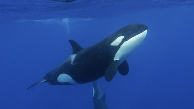 Orcas estão usando salmão morto como chapéus e os cientistas estão perplexos: ScienceAlert