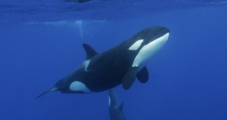 Orcas estão usando salmão morto como chapéus e os cientistas estão perplexos: ScienceAlert