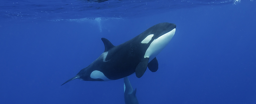 Orcas estão usando salmão morto como chapéus e os cientistas estão perplexos: ScienceAlert