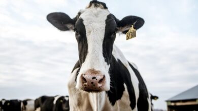 Gripe aviária atinge vacas leiteiras na Califórnia - estado produtor de leite número 1 nos EUA: ScienceAlert