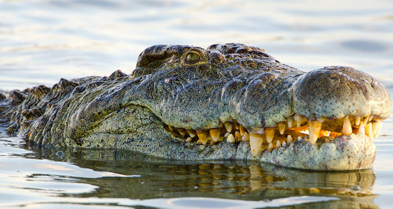 Estudo revela força surpreendente por trás das bizarras escamas da cabeça dos crocodilos: ScienceAlert