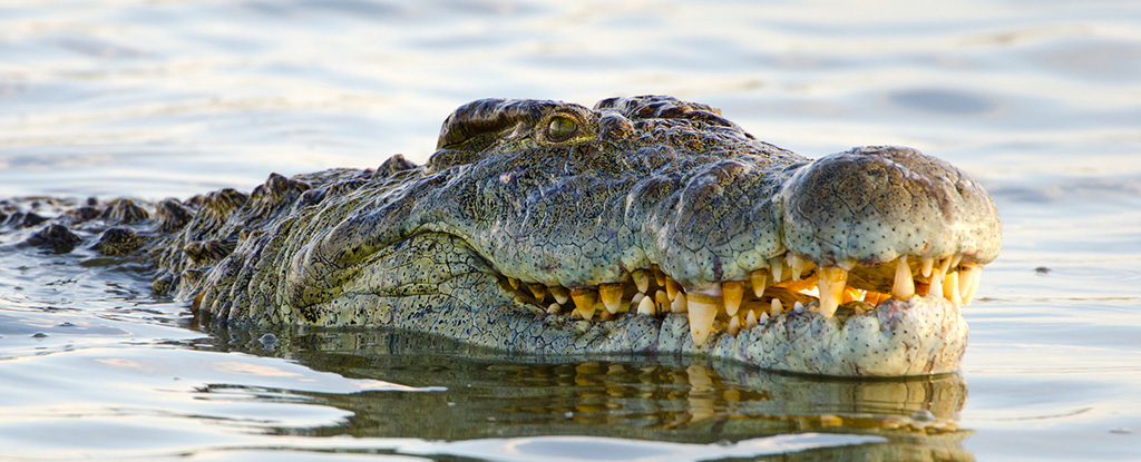 Estudo revela força surpreendente por trás das bizarras escamas da cabeça dos crocodilos: ScienceAlert